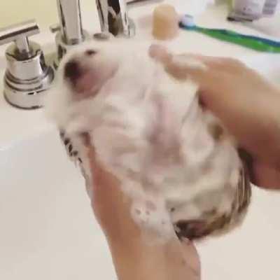 Hedgehog getting cleaned