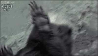 Master Badgermole instructs Toph in the ways of earthbending