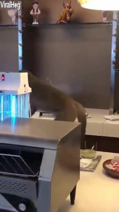 Monke enjoying food at Delhi airport