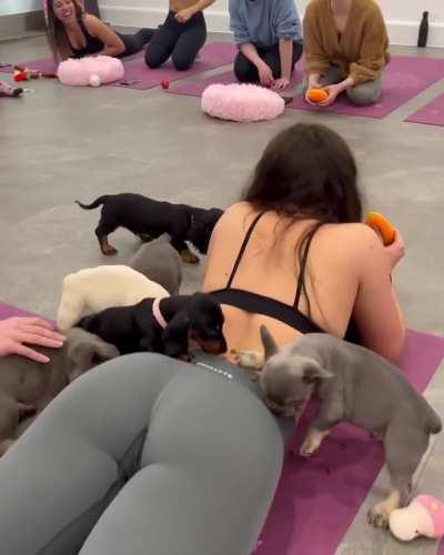 Puppy Yoga