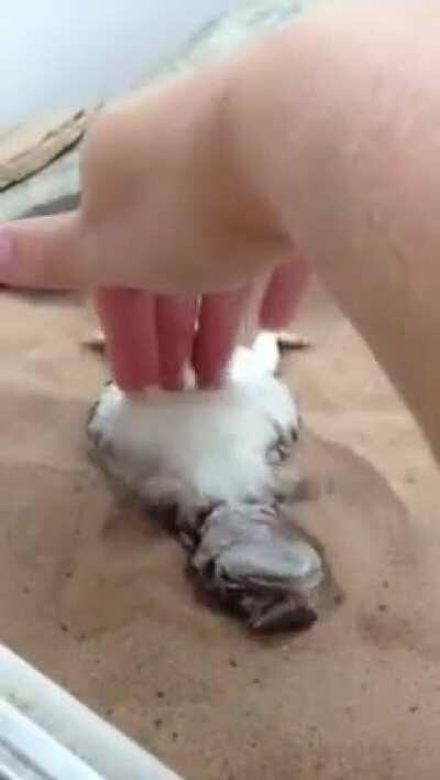 Mali asking for belly rub!