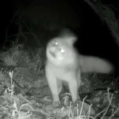 Yay foxxo doin a spin cycle