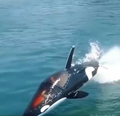 This Jet Powered Dolphin Submarine
