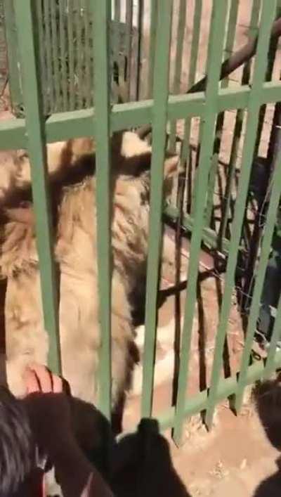 Man attempts to pet a lion