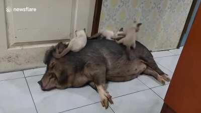 А ваши котики любят бекончик?