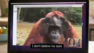 Smart Orangutan communicates with deaf child