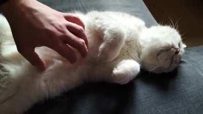 He really likes to be petted :)