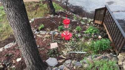 Mountain hummingbirds