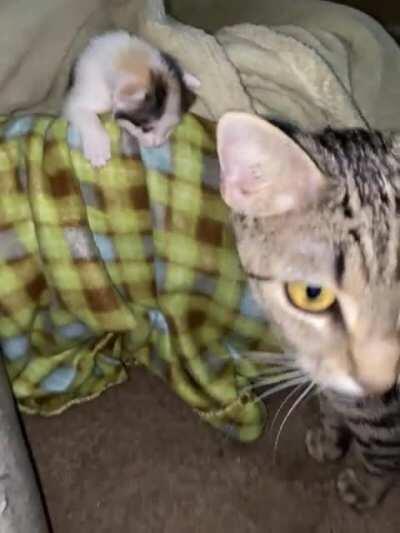 The babies are three weeks old, today, and officially on the move! I just ordered a pack and play. Thank goodness for free, next day delivery, because they’re smooth criminals!