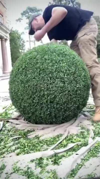 Perfect Shrub