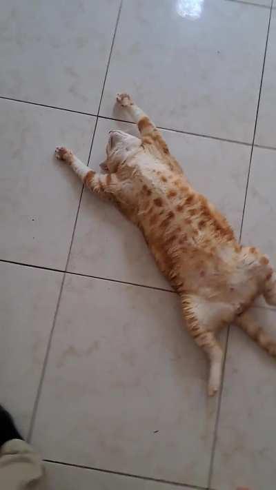 Just my orange cat being orange af.