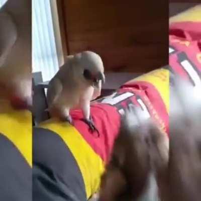 Cockatoo and dog battling one out