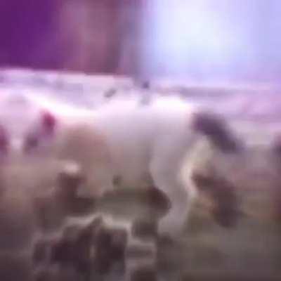 ME COMPRARON SEKIRO, VAMOOOOOOS