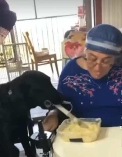 Doggo feeding her paralyzed owner