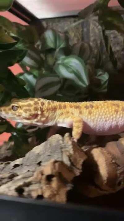 Kiki enjoying her new set up!