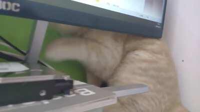 ahhhhhh the poor monitor