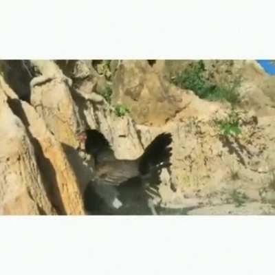 Attacking baby chicks while mom is near