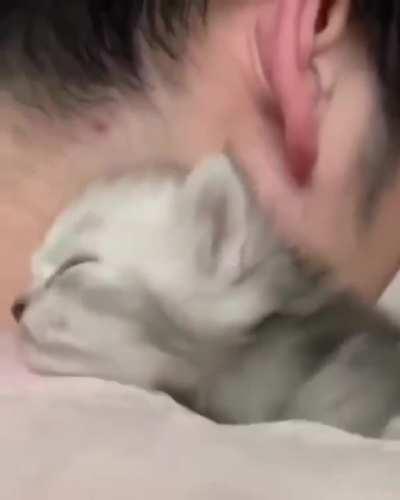 Teeny Tiny Furball Just Wants To Love 😻