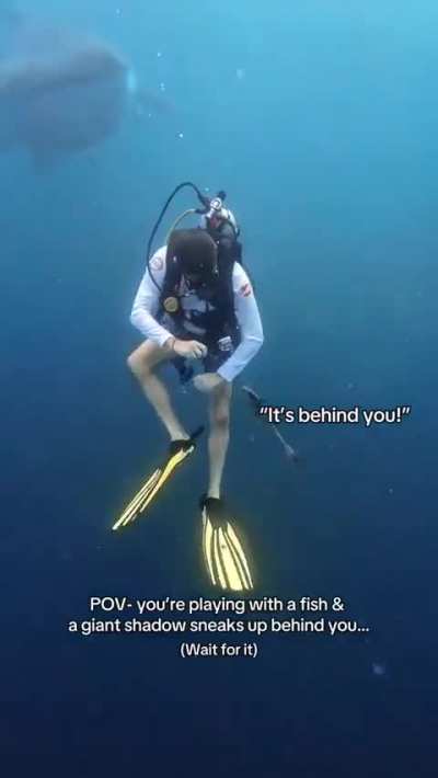 Harmless whale shark but still!😮