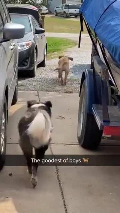 We don't deserve dogs