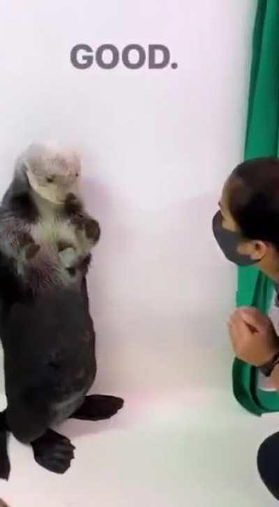 Till Otters have pockets