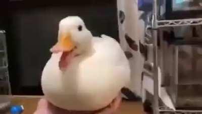 when the ducc go