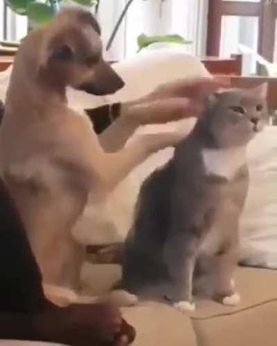 I want pet kitty too