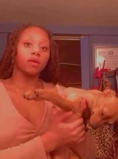 Ever seen a pup flying?