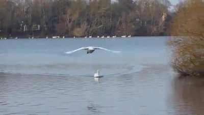 I am obsessed with Swans landing..