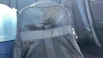 Ganon was not happy about going to the vet!