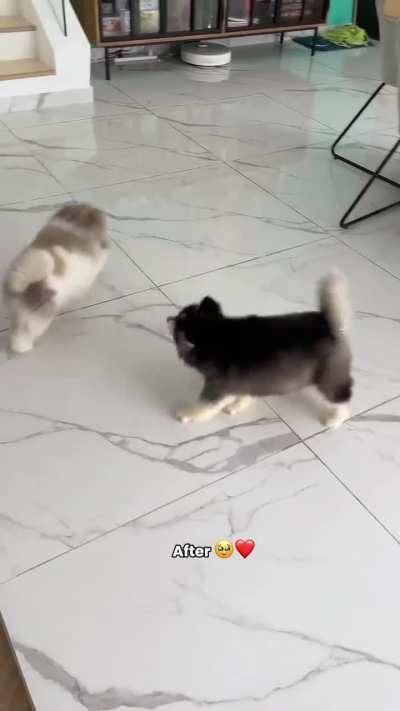 Aww, she got her bestie now❤️