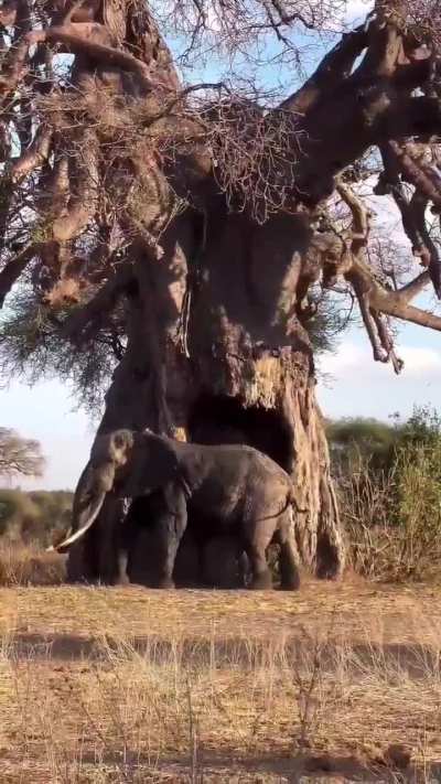 🔥 Super tusker uses a giant African Baobab to scratch that itch and remove parasites. These magnificent animals are on the very brink of extinction due to selective poaching