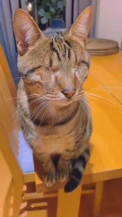 Owner refuses to pet blind cat