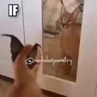 Do you like how floppa walks caw caw