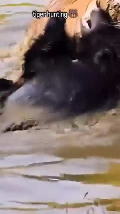 🔥 Tiger Hunts A Sloth Bear - Pench National Park, India