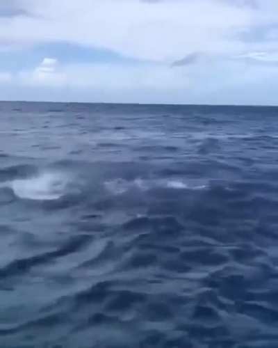 Dolphin does the 'piggy impression from Deliverance. 