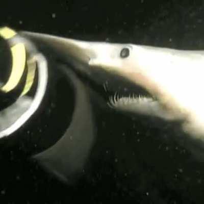 Goblin Shark attempting a chomp