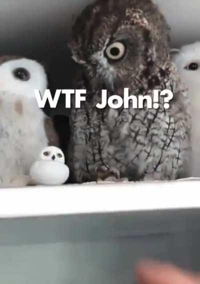 the owl is confused as hell