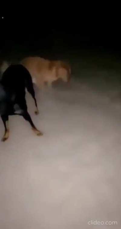 This dog is putting his heart and soul into digging this hole