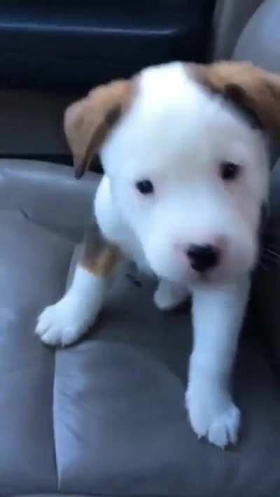Puppy with hiccups 