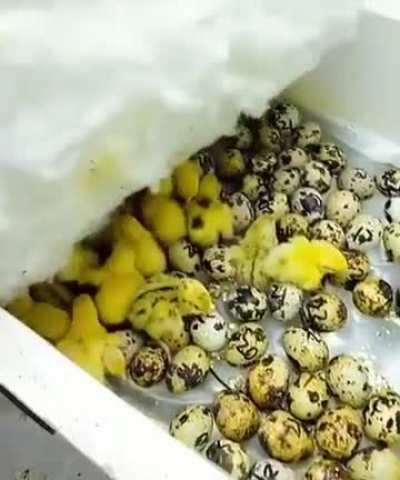 I’ll fly away, oh glory