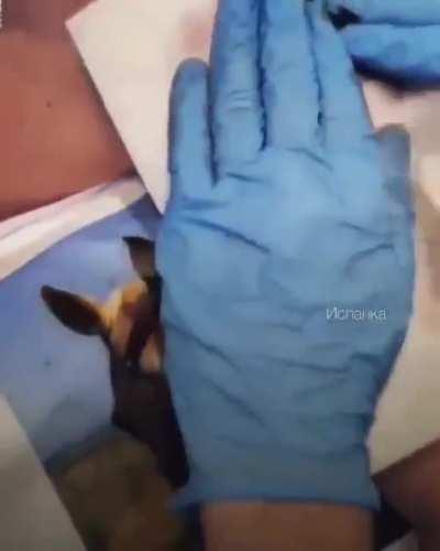 To get a tattoo of his beloved horse. Instant ragret.