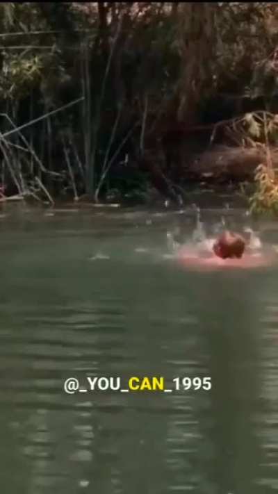 You can lead The Duke to water…