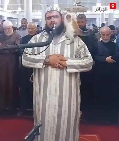 Cat jumps on imam leading Ramadan prayers