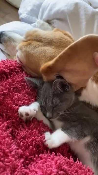 Using the dog's ear as a blanket