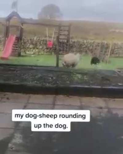 Dog-Sheep the Unroundable. 100% chance to reverse round
