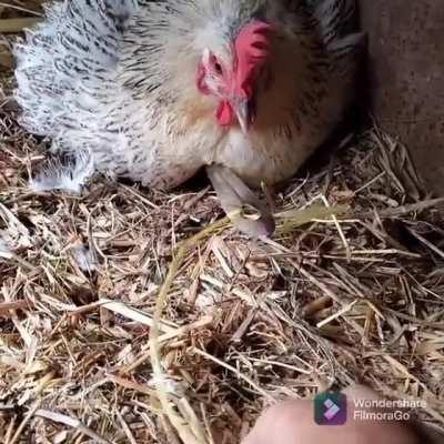 How to take egg from a hen