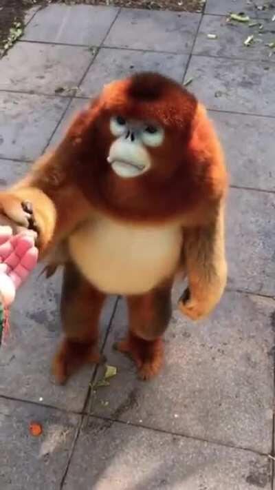 Hungry monke! Give monke food