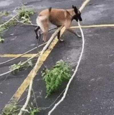Good boi with his branch