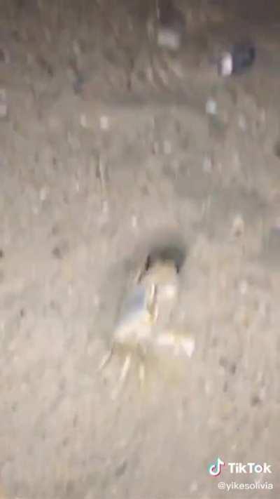 Sand throwing crab